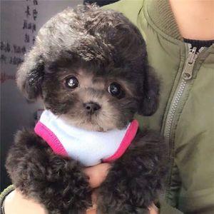 2026茶杯狗十大品牌排行榜