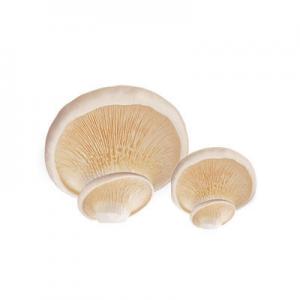 2026白灵菇十大品牌排行榜