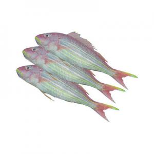 2026金丝鱼十大品牌排行榜