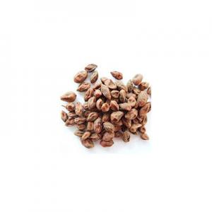 2026益智果十大品牌排行榜