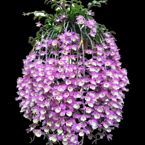 2026树桩盆景十大品牌排行榜