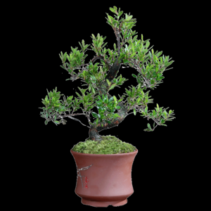 2026微型盆景十大品牌排行榜