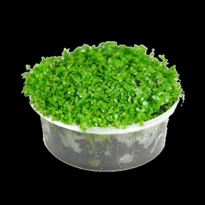 2026矮珍珠十大品牌排行榜