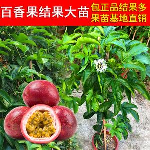 2026盆栽果树十大品牌排行榜