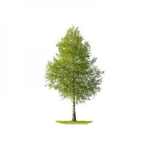 2026白杨树十大品牌排行榜