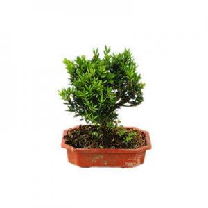 2026黄杨盆景十大品牌排行榜