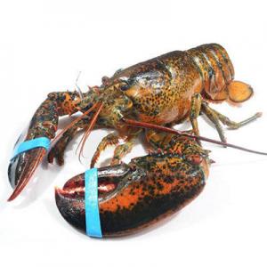 2026活龙虾十大品牌排行榜