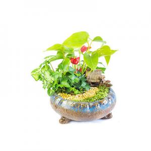 2026合果芋十大品牌排行榜