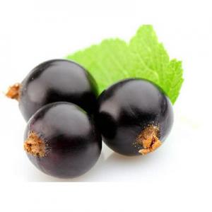 2026黑加仑十大品牌排行榜