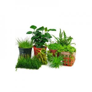 2026珍珠草十大品牌排行榜