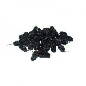 2026黑桑椹十大品牌排行榜