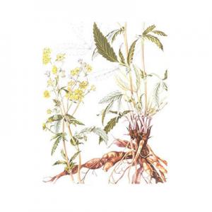 2026翻白草十大品牌排行榜