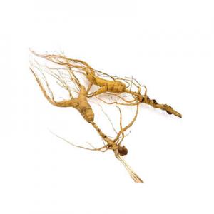 2026野生人参十大品牌排行榜