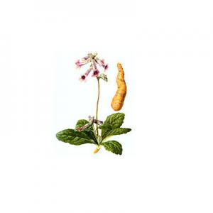 2026怀地黄十大品牌排行榜