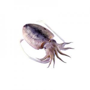 2026小墨鱼十大品牌排行榜