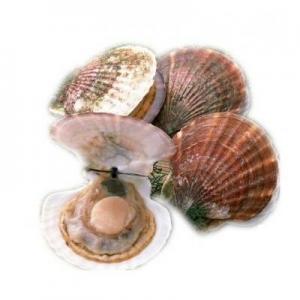 2026贝肉十大品牌排行榜