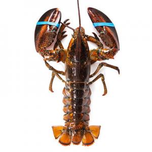 2026龙虾十大品牌排行榜