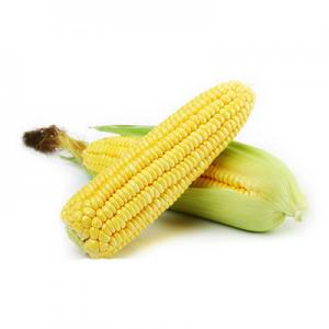 2026黄玉米十大品牌排行榜