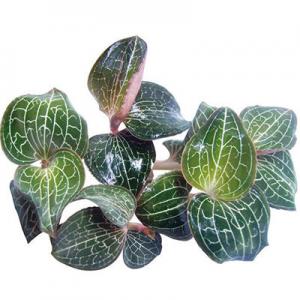 2026金线莲十大品牌排行榜