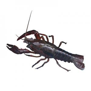 2026小龙虾鲜活十大品牌排行榜