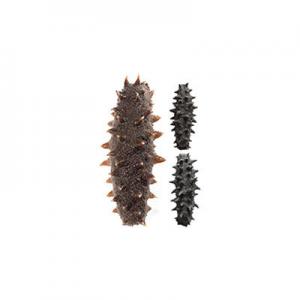 2026野生海参干货十大品牌排行榜