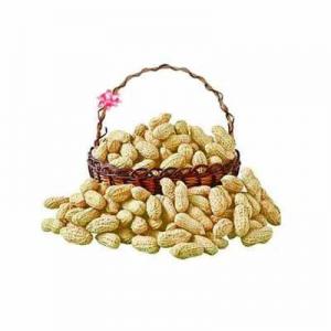 2026花生果十大品牌排行榜