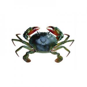 2026肉蟹十大品牌排行榜