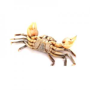 2026白玉蟹十大品牌排行榜