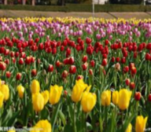 2026玫瑰花十大品牌排行榜