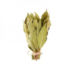 2026月桂十大品牌排行榜