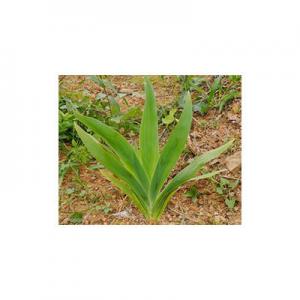 2026扁竹十大品牌排行榜