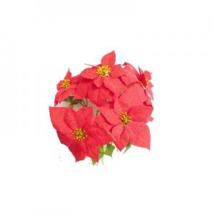 2026圣诞花十大品牌排行榜