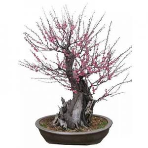 2026梅桩十大品牌排行榜