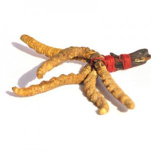 2026冬虫草十大品牌排行榜