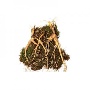 2026林下参十大品牌排行榜