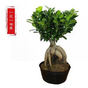 2026人参苗十大品牌排行榜