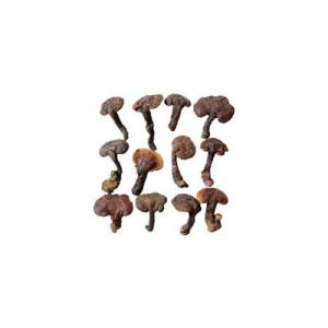 2026野生赤灵芝十大品牌排行榜