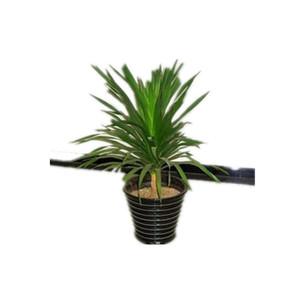 2026铁树十大品牌排行榜