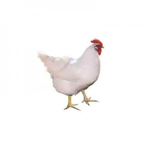 2026肉鸡十大品牌排行榜