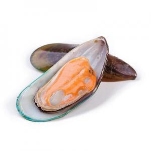 2026翡翠贻贝十大品牌排行榜