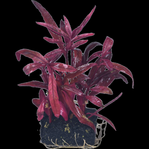 2026水草造景十大品牌排行榜