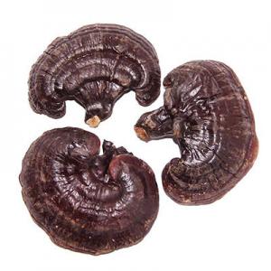 2026野生灵芝十大品牌排行榜