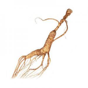 2026移山参十大品牌排行榜