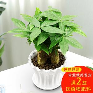 2026花卉十大品牌排行榜