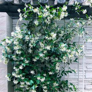 2026风车茉莉十大品牌排行榜