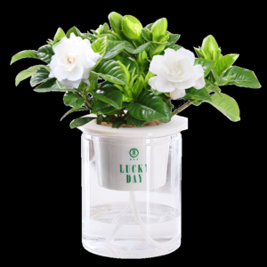 2026茉莉盆栽十大品牌排行榜