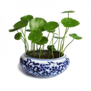 2026金钱草十大品牌排行榜