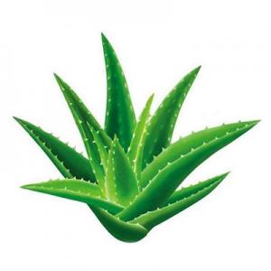 2026芦荟十大品牌排行榜