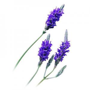 2026薰衣草十大品牌排行榜