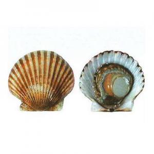 2026扇贝十大品牌排行榜